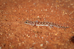 Rhynchoedura eyrensis