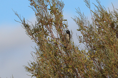 Certhionyx variegatus