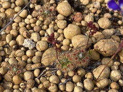Drosera hyperostigma