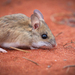 Spinifex Hopping Mouse - Photo (c) Darcy Whittaker, some rights reserved (CC BY-NC), uploaded by Darcy Whittaker