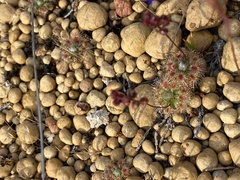Drosera hyperostigma