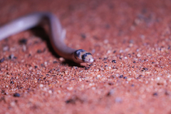 Pygopus nigriceps