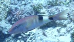 Parupeneus multifasciatus