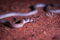 Pygopus nigriceps