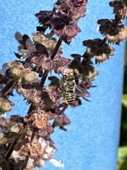 Eutricharaea