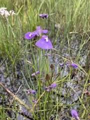 Utricularia dichotoma