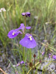 Utricularia dichotoma
