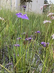 Utricularia dichotoma