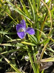 Gentianopsis holopetala