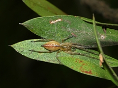 Cheiracanthium gracile