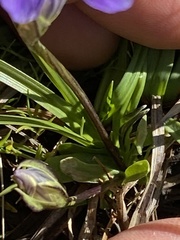 Gentianopsis holopetala
