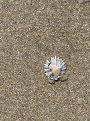 Siphonaria denticulata