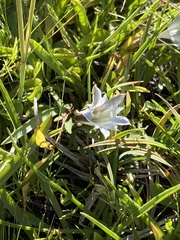 Gentiana newberryi