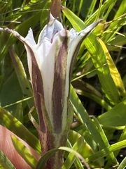 Gentiana newberryi