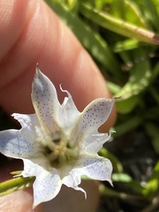 Gentiana newberryi
