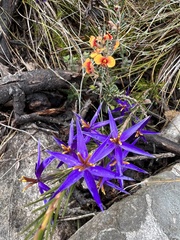 Calectasia intermedia