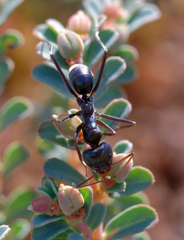 Iridomyrmex viridiaeneus