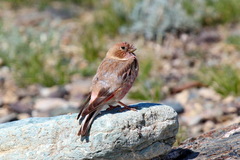 Bucanetes mongolicus