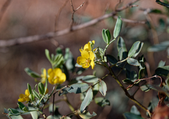Senna artemisioides