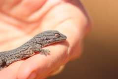Gehyra purpurascens