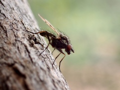 Anthomyia punctipennis