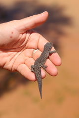 Gehyra purpurascens