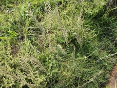 Poa trivialis