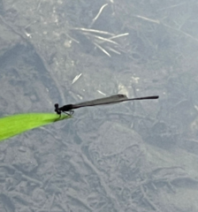 Prodasineura autumnalis
