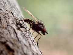 Anthomyia punctipennis