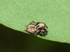Servaea villosa