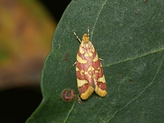 Tisobarica thyteria
