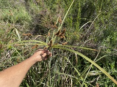 Cyperus thunbergii