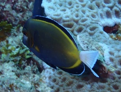 Acanthurus japonicus
