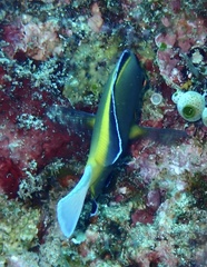 Acanthurus japonicus