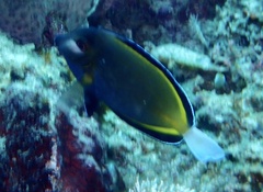 Acanthurus japonicus
