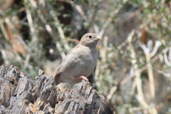 Bucanetes mongolicus