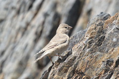 Bucanetes mongolicus