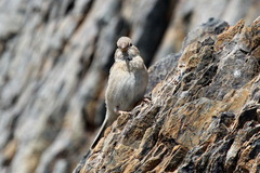 Bucanetes mongolicus