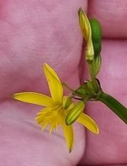 Tricoryne anceps pterocaulon