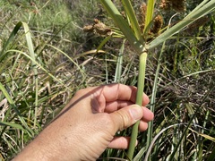 Cyperus thunbergii