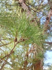Pinus taiwanensis