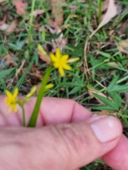 Tricoryne anceps pterocaulon