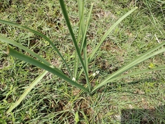 Hypoxis rigidula