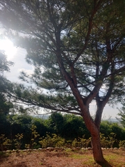 Pinus taiwanensis