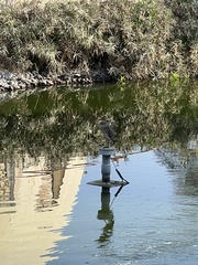 Nycticorax nycticorax