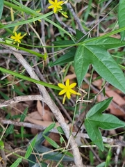 Tricoryne anceps pterocaulon