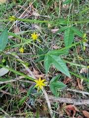 Tricoryne anceps pterocaulon