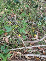 Tricoryne anceps pterocaulon
