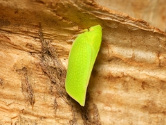 Siphanta