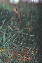 Rumex acetosella